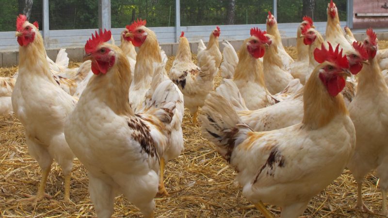 BID Bruderhaehne Elke Bartussek ueber bio