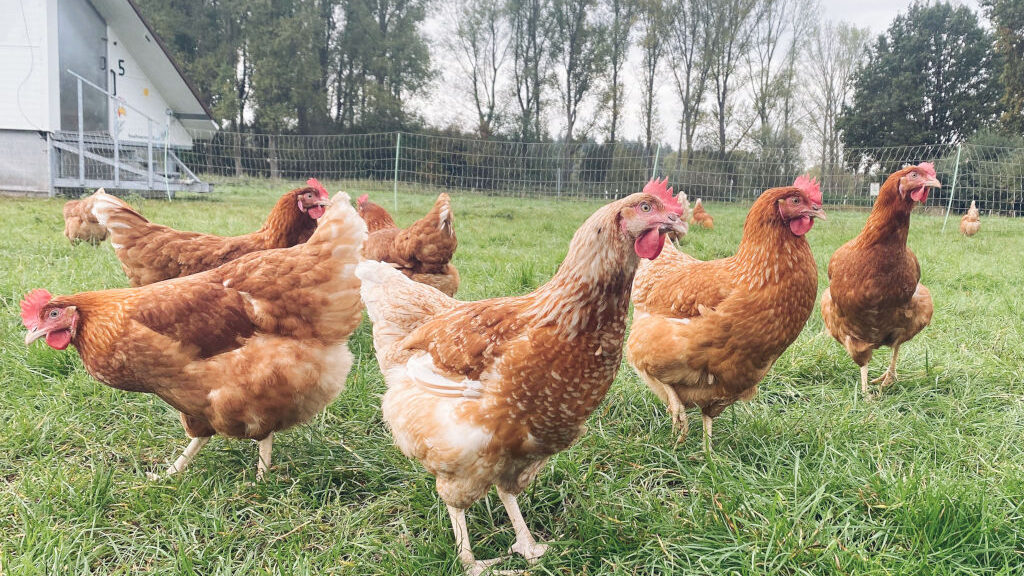Chili Zweinutzungshühner im Auslauf