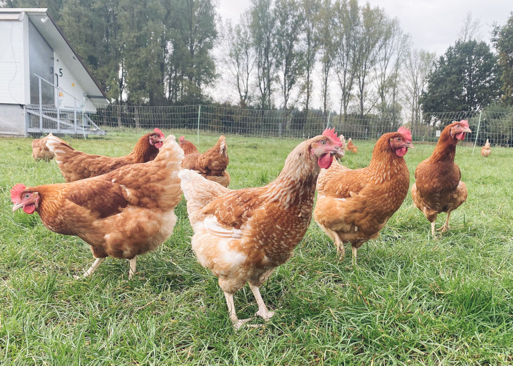 Chili Zweinutzungshühner im Auslauf
